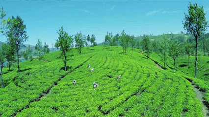 Ceai Ceylon Strada Serei 8