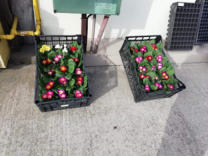 Fitofarmacia Rod bun Calea București nr 182
