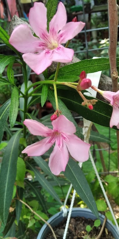 Flora Atenadora Strada Plevnei 7A