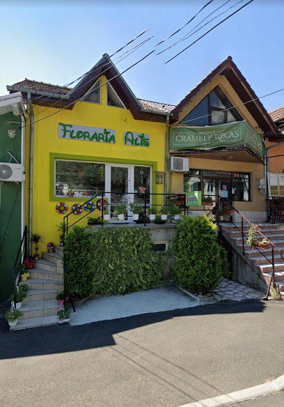 Florăria Alis Piata 1800