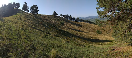 Larga Bacău DC149 481