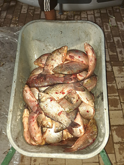 Peste a la KARKA Strada Malului 26