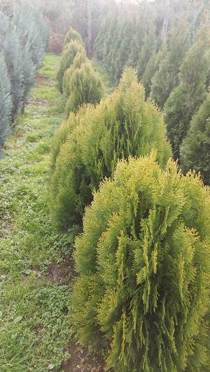 Plante ornamentale Novaci Strada Gilortului 84